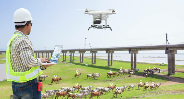 Drones ajudam a pastorar rebanho nos Estados Unidos