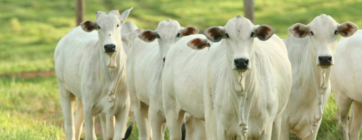 rastreabilidade de bovinos 