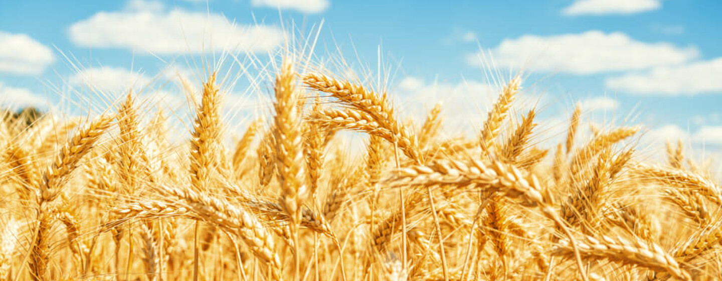 descarbonizacao trigo