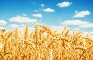 descarbonizacao trigo