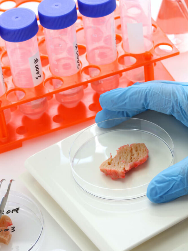 Ingleses apostam na gordura animal cultivada em laboratório