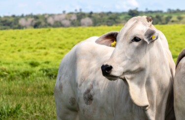 rastreabilidade individual de bovinos