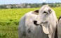 rastreabilidade individual de bovinos