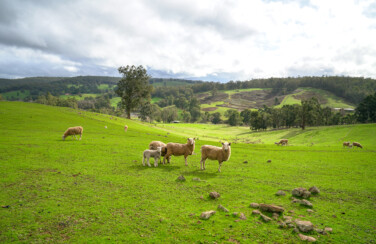 melhoramento genético de ovinos e caprinos