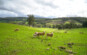 melhoramento genético de ovinos e caprinos
