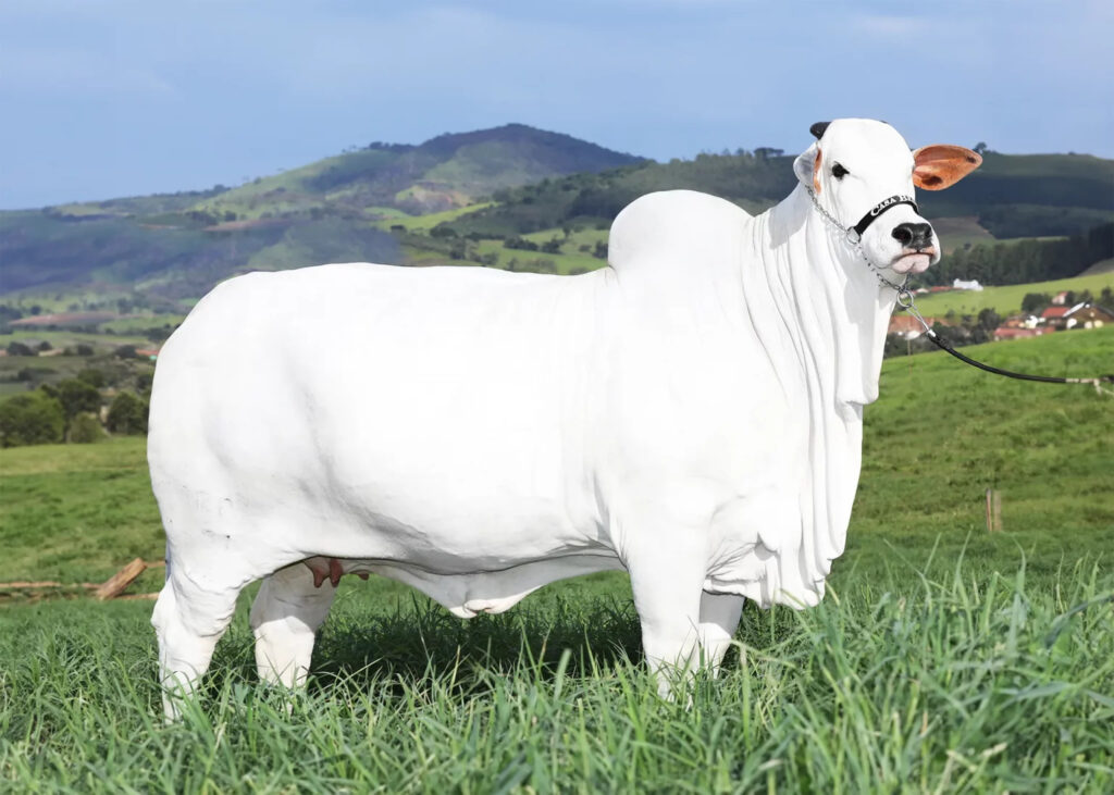 vaca mais cara do mundo
