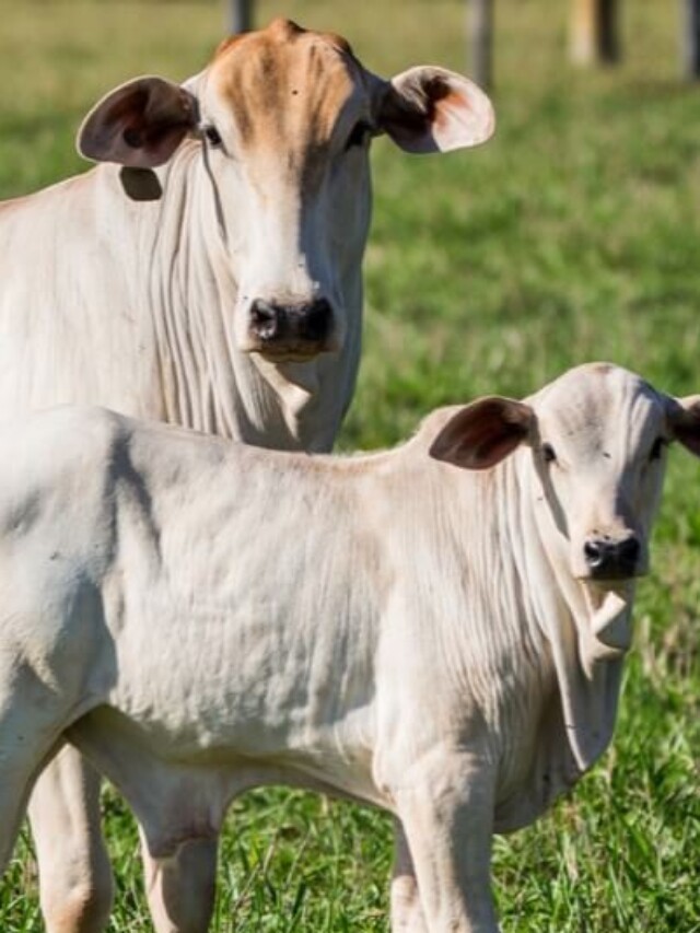 Genética bovina pode melhorar qualidade da carne