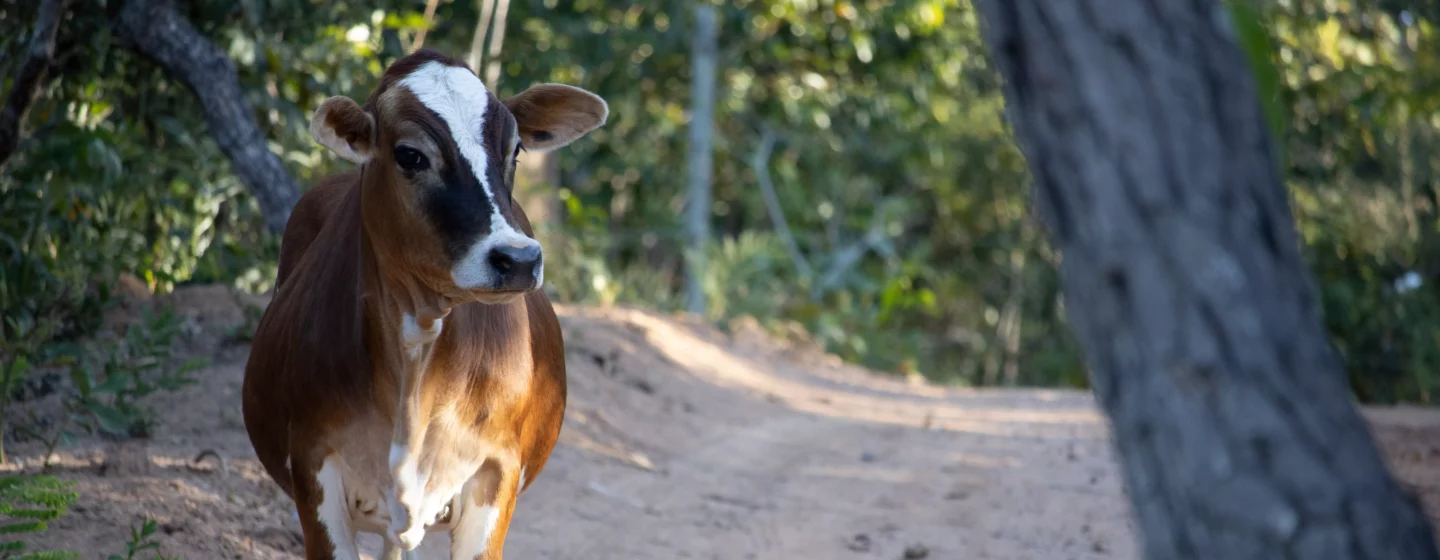 mini vacas