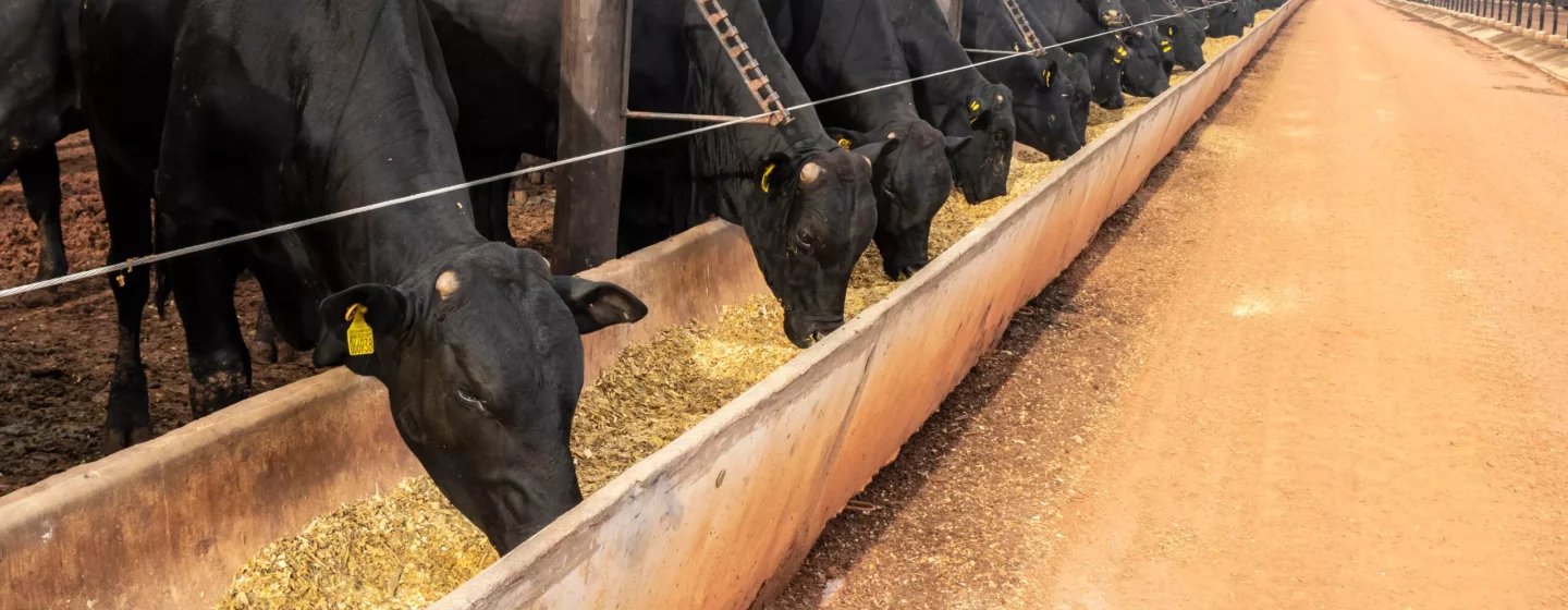 alimentação do rebanho