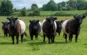 Galloway